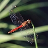 IMG_1768_Spotted_Darter